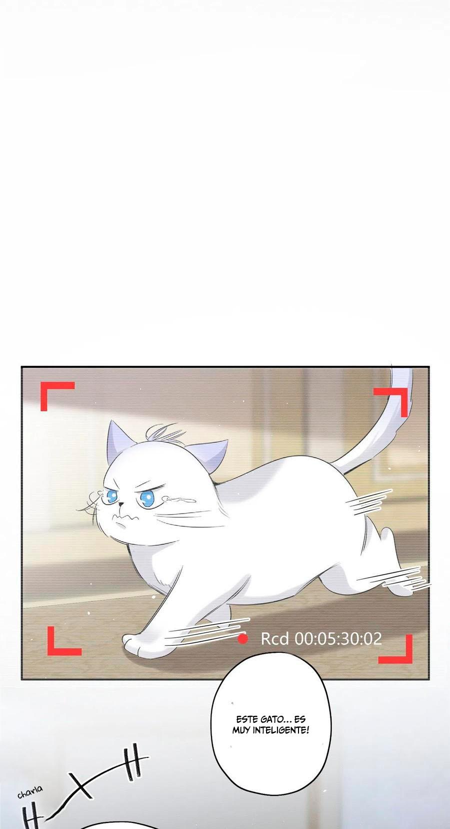 Tengo que trabajar duro para ser un gato hoy! - capitulo 40 manhwa