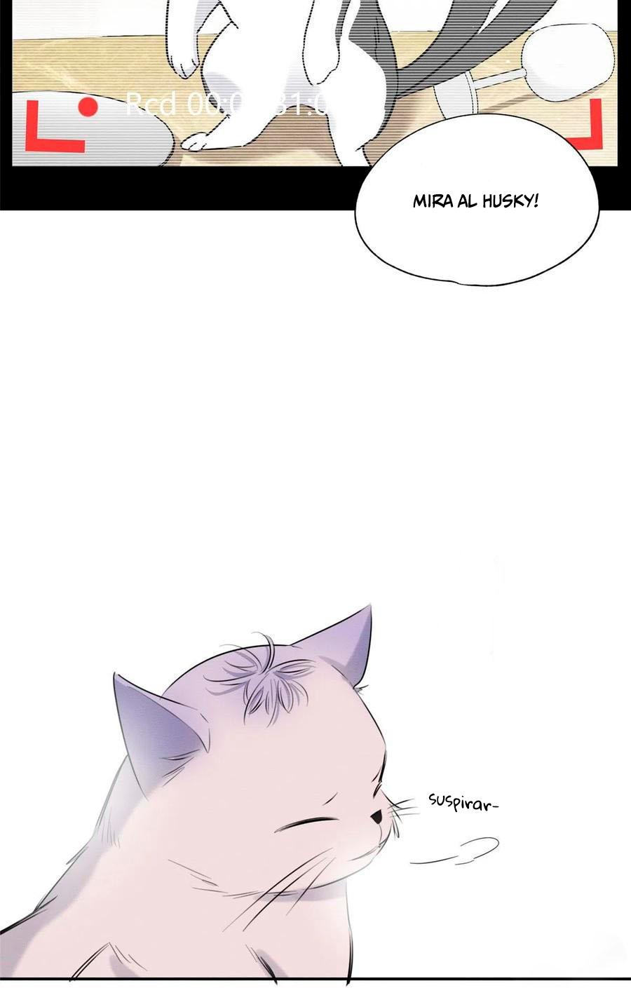Tengo que trabajar duro para ser un gato hoy! - capitulo 40 manhwa