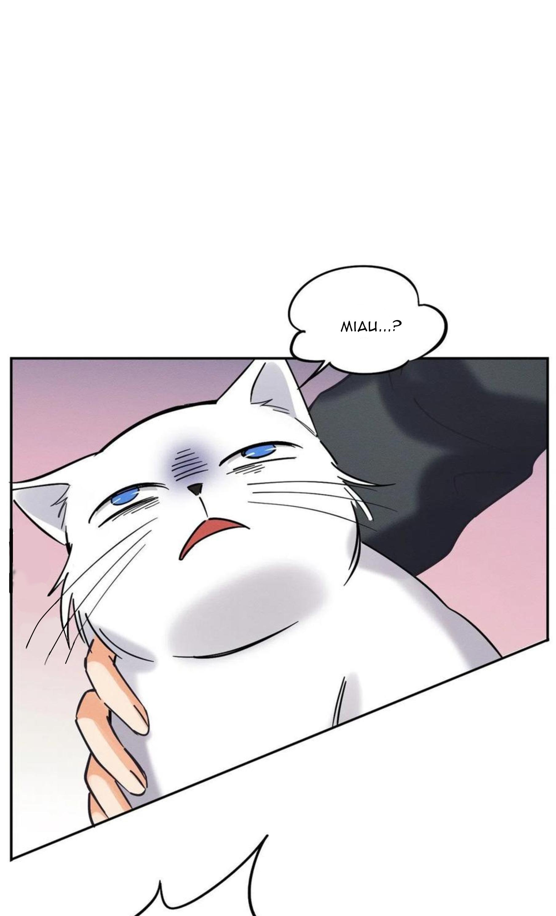 Tengo que trabajar duro para ser un gato hoy! - capitulo 19 manhwa