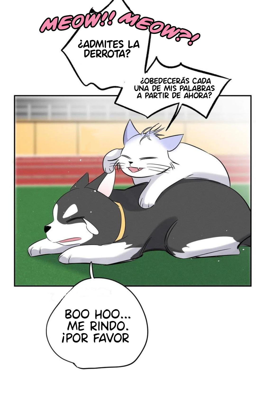 Tengo que trabajar duro para ser un gato hoy! - capitulo 42 manhwa