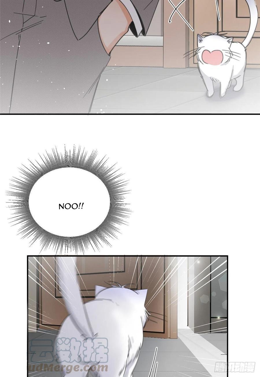 Tengo que trabajar duro para ser un gato hoy! - capitulo 5 manhwa
