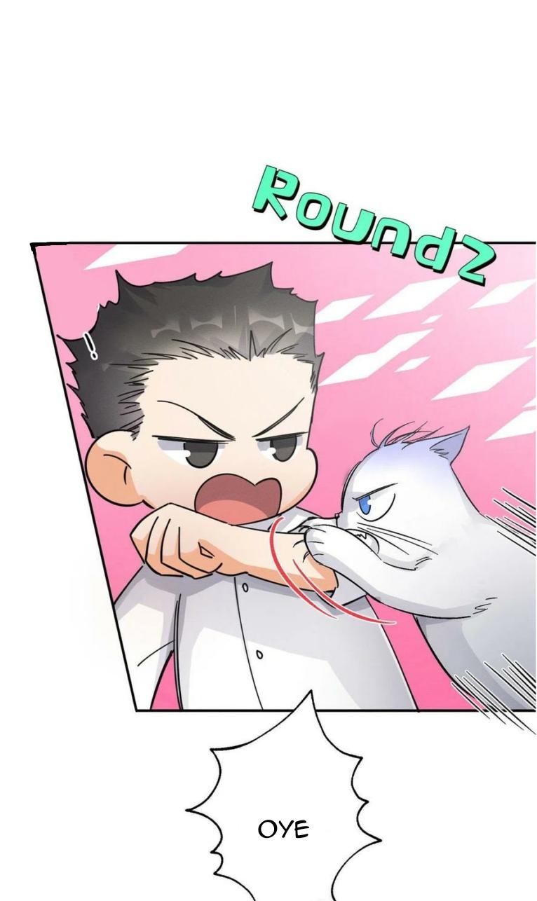 Tengo que trabajar duro para ser un gato hoy! - capitulo 17 manhwa